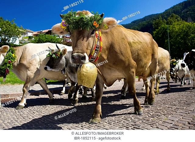 Driving down of cattle from the mountain pastures in the late summer, province of Bolzano-Bozen, Italy, Europe