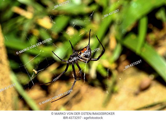 Black Widow (Latrodectus menavodi) female in web, Analamazoatra, Andasibe-Mantadia National Park, eastern Madagascar, Madagascar