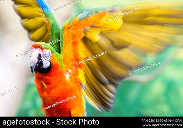 13 January 2022, Lower Saxony, Hanover: A macaw flutters during a press event for the inventory at Hannover Adventure Zoo
