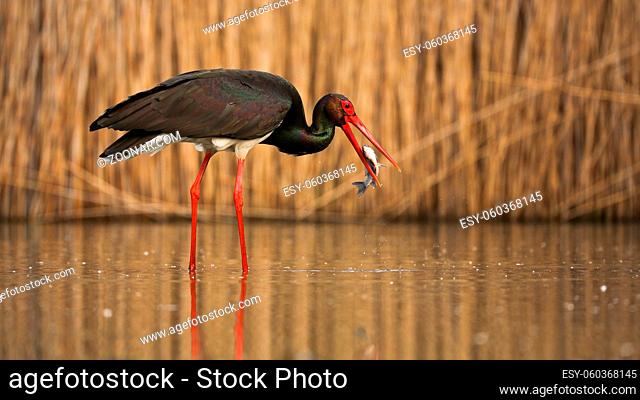 Black stork, ciconia nigra, fishing in wetland with reeds behind in spring nature. Dark long-legged bird hunting fish in water