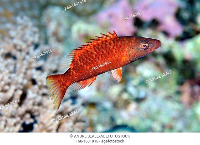 Linedcheeked wrasse red variation, Oxycheilinus digrammus, Pohnpei, Federated States of Micronesia