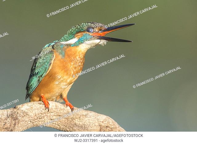 KIngfisher (Alcedo atthis) on an old trunk watching the river before plummeting over a dam, Extremadura, Spain