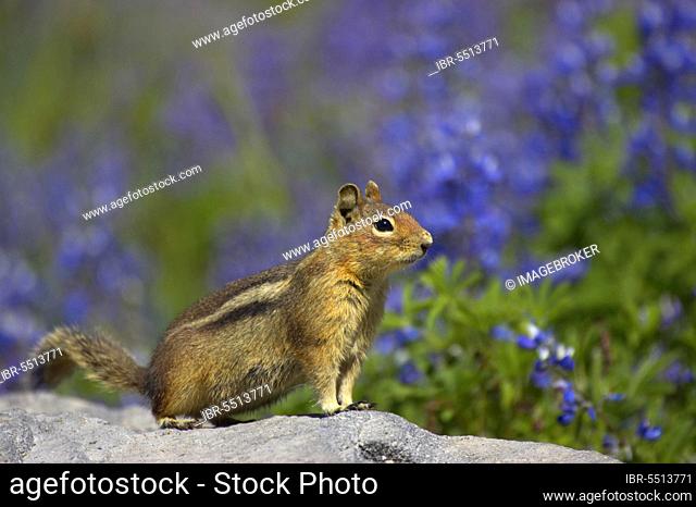 Cascade golden-mantled ground squirrel (Spermophilus saturatus) adult, standing on rock, Mount Rainier N. P. Washington utricularia ochroleuca (U.) (U