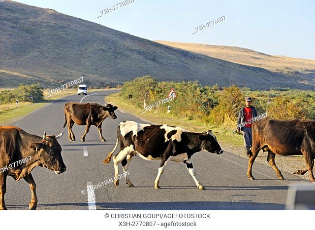 herd of cows crossing the road on the Lake Sevan shore, Gegharkunik region, Armenia, Eurasia