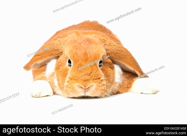 Adorable red domestic lop-eared rabbit isolated over white background. Copy space