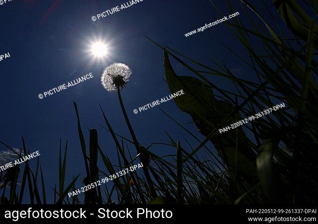 12 May 2022, Bavaria, Landsberg am Lech: The flight seeds of a faded dandelion stands on a meadow in the sunshine. Photo: Karl-Josef Hildenbrand/dpa