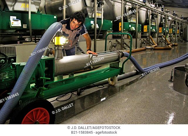 Pressing process at Domaine du Tariquet wines and armagnac estate, near Eauze, Gers, Midi-Pyrenees, France
