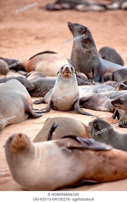 Colony of cape fur seals at Cape Cross in Namibia