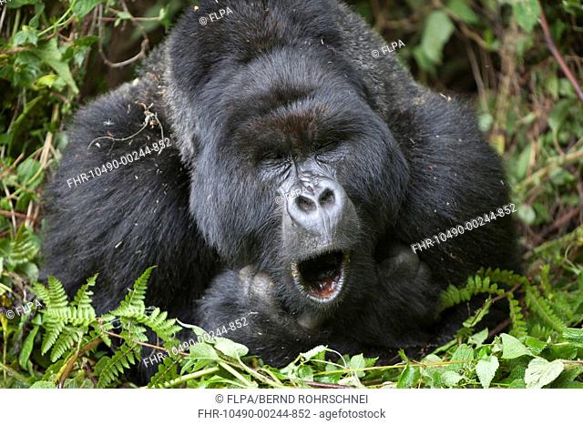 Mountain Gorilla Gorilla beringei beringei silverback adult male, close-up of head and shoulders, yawning, resting in vegetation, Volcanoes N P