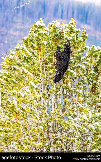 American black bear (Ursus americanus) climbing up to the top of a snow-covered whitebark pine (Pinus albicaulis) to retrieve the nutritious cone seeds vital to...