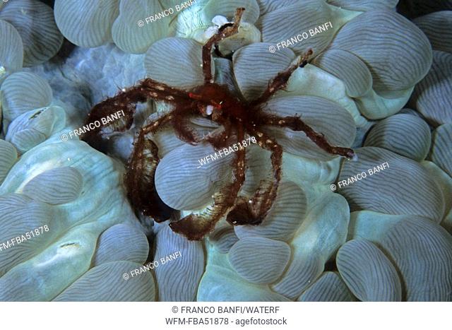 Orang-Utan Crab in Bubble Coral, Achaeus japonicus, Plerogyra sinuosa, Komodo National Park, Lesser Sunda Islands, Indo-Pacific, Indonesia