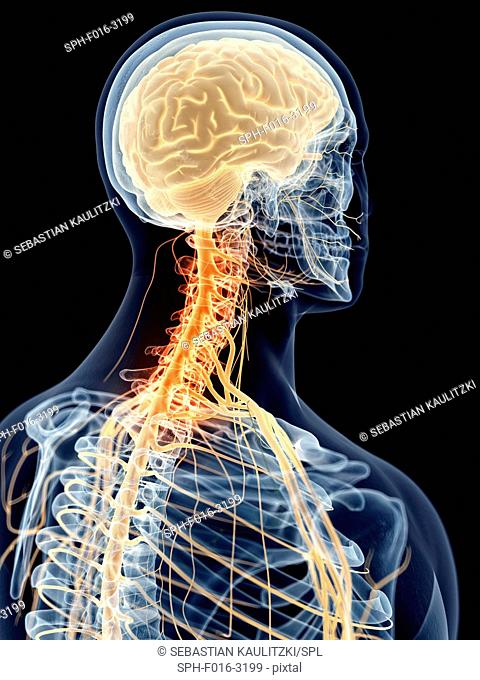 Human cervical nerve pain