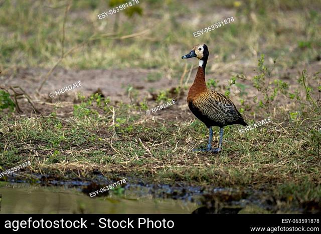 White-faced whistling-duck stands on riverbank watching camera
