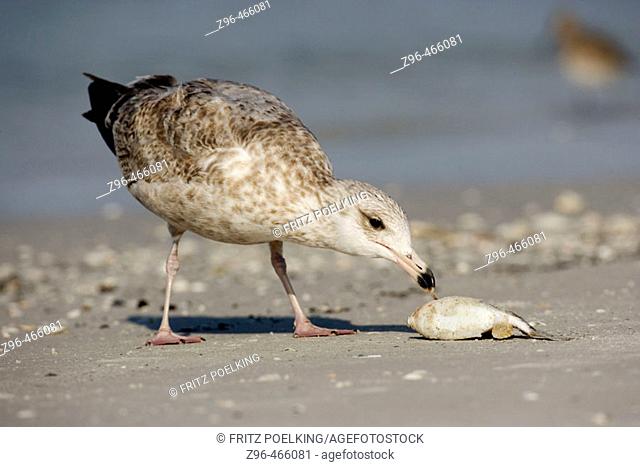 Herring Gull (Larus argentatus). De Soto Park beach, near Tampa, Florida, USA