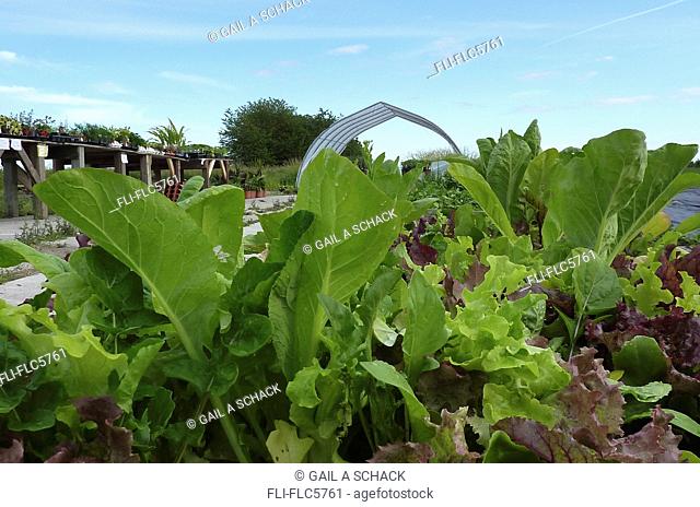 Varieties of lettuce growing in organic raised bed planters in Richmond B.C. near Vancouver