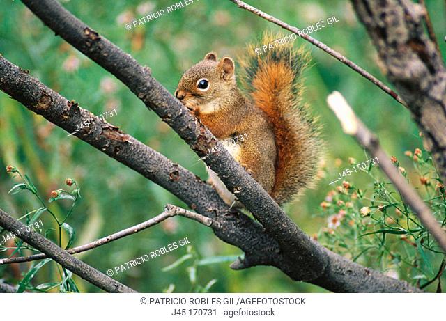 Red Squirrel (Tamiasciurus hudsonicus). Réserve National de Faune du Cap Tourmente. Quebec. Canada