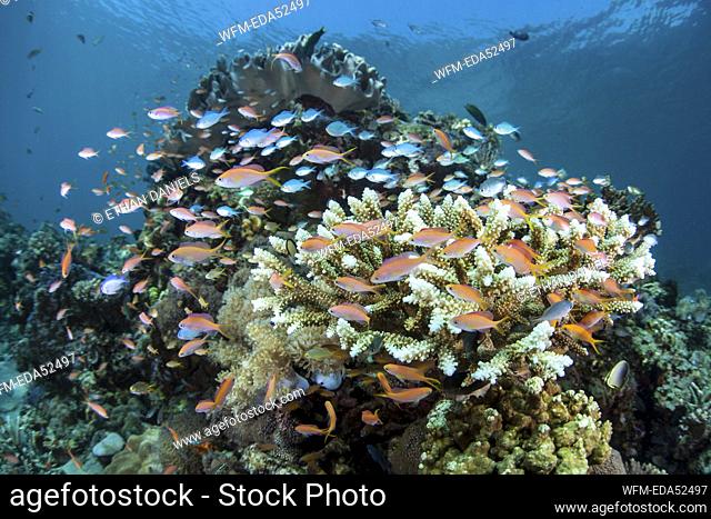 Colored Anthias over Coral Reef, Pseudanthias sp., Komodo National Park, Indonesia