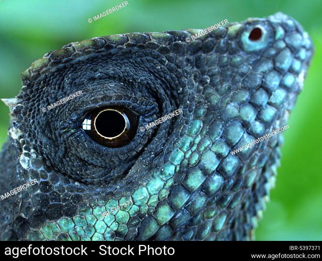 Indo Chinese spiny lizard (Acanthosaura capra)