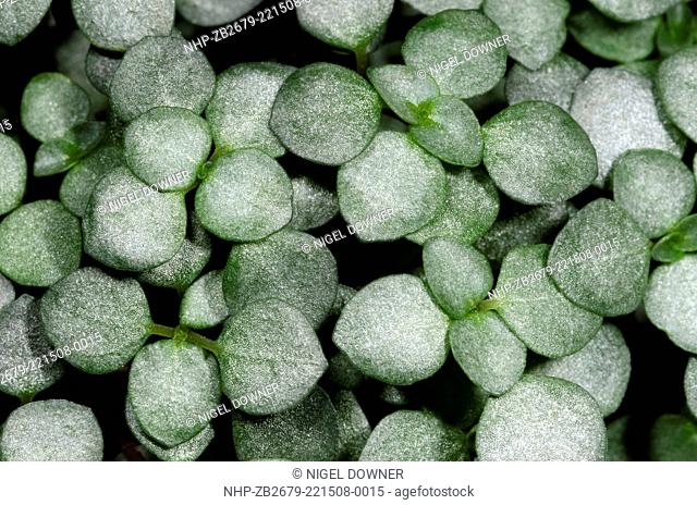 Close-up abstract of the leaves of a Silver sprinkles plant (Pilea glauca) at the Baytree Garden Centre Spalding Lincolnshire