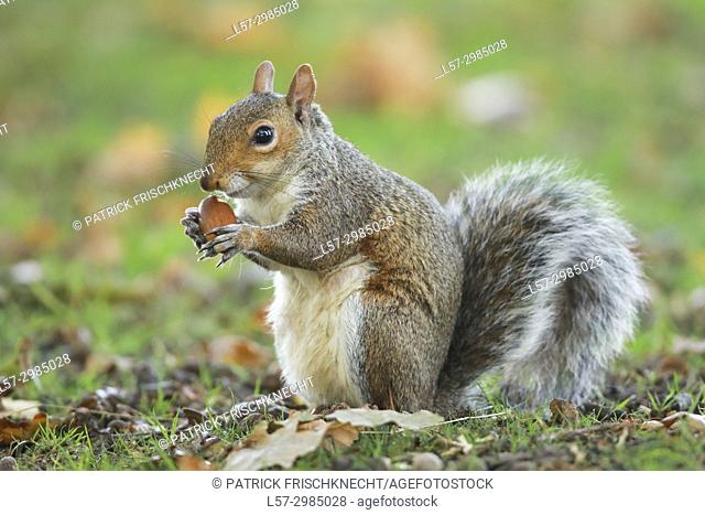 Grey squirrel, Richmond Park, England