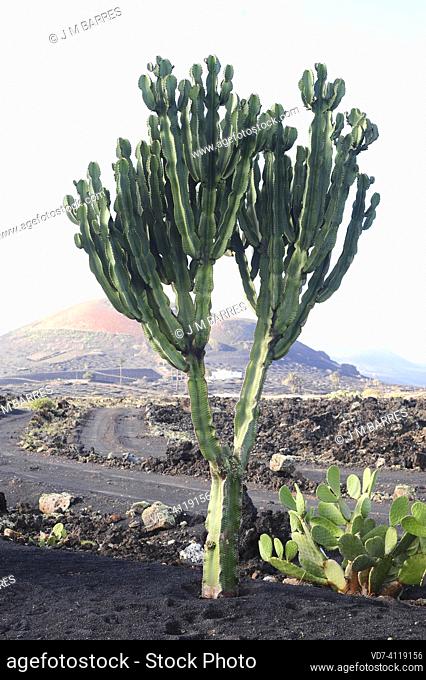 Candelabra tree (Euphorbia candelabrum) is a succulent plant native to eastern Africa. This photo was taken in Lanzarote, Canary Islands, Spain