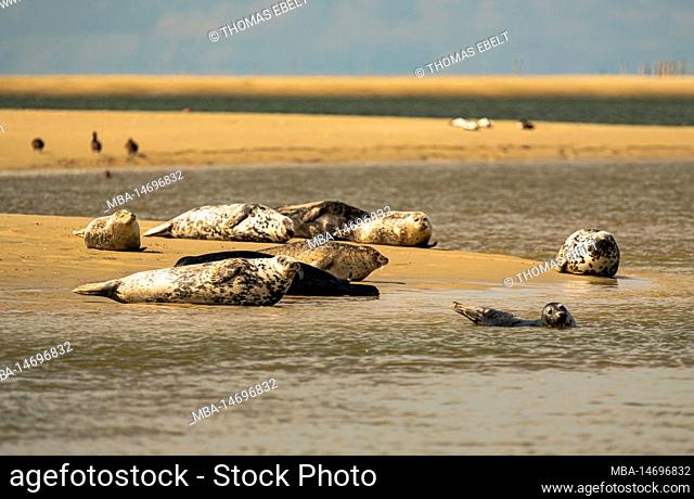 Grey seals, Wadden Sea Island Borkum