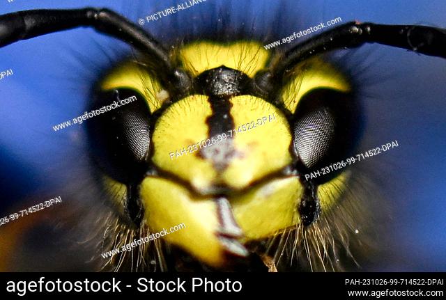 SYMBOL - 26 October 2023, Saxony, Leipzig: The compound eyes on the head of a wasp (Vespinae) are clearly visible. As wild animals