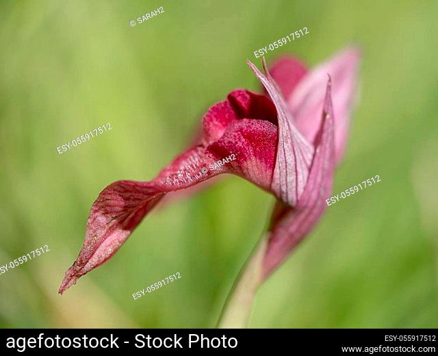 Serapias Lingua, Tongue orchid. Wildflower. Closeup with narrow depth of field, defocussed background. Macro. shot