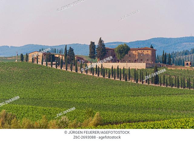 Vineyard in the region of Monteriggioni, Tuscany, Italy