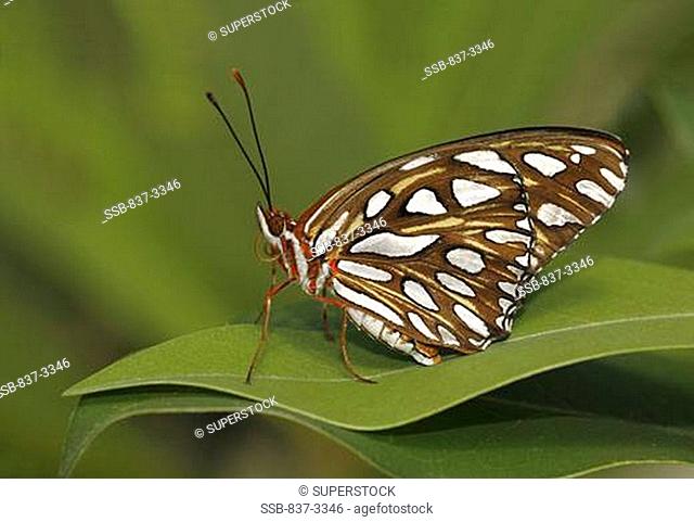 Gulf Fritillary butterfly Agraulis vanillae on a leaf