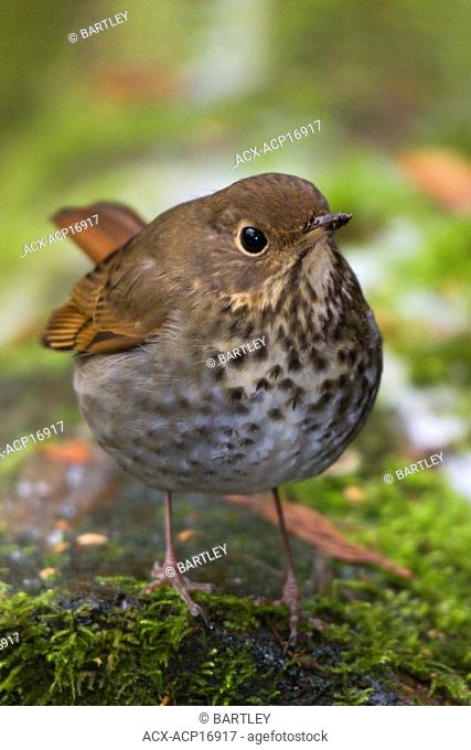 Close-up of Hermit thrush Catharus guttatus perched on a mossy tree in Victoria, Vancouver Island, British Columbia, Canada