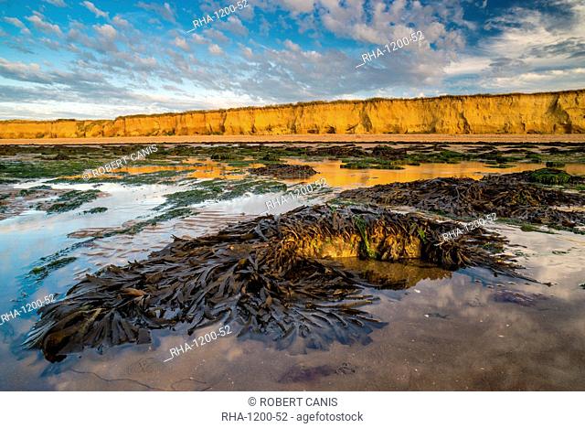 Toothed wrack (Fucus serratus) fronds, exposed on beach at low tide, Reculver, Kent, England, United Kingdom, Europe