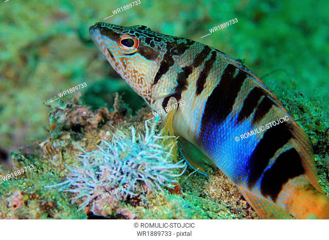 Fish, Serranus Scriba, Adriatic Sea, Croatia, Europe
