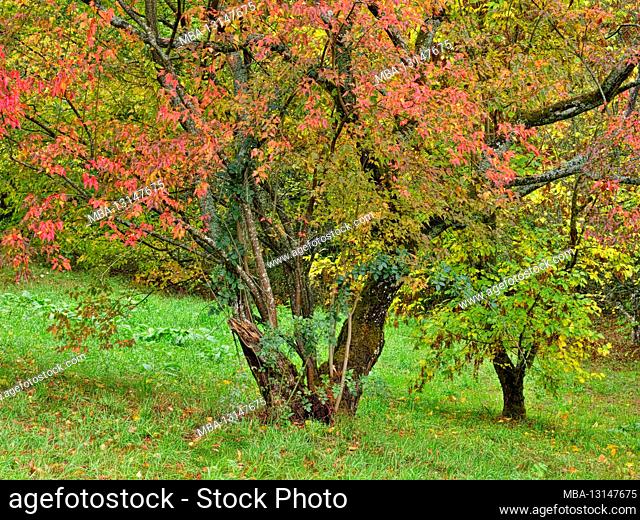 Europe, Germany, Hesse, Marburg, Botanical Garden of the Philipps University on the Lahn Mountains, arboretum, lichen-covered tree in autumn leaves