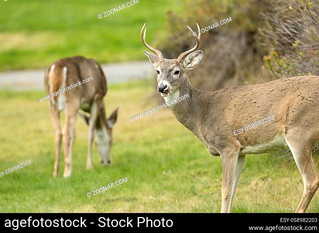 A male deer in the foreground and a female deer in the background in north Idaho