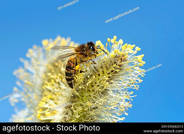 Honigbiene am Weidenkätzchen