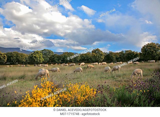 Extremadura fields, Dehesas, Caceres, Spain