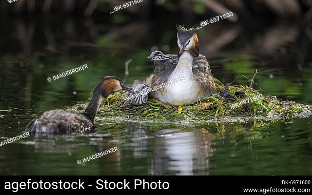 Great crested grebe (Podiceps cristatus) feeding offspring with a feather, Nettetal, Germany, Europe