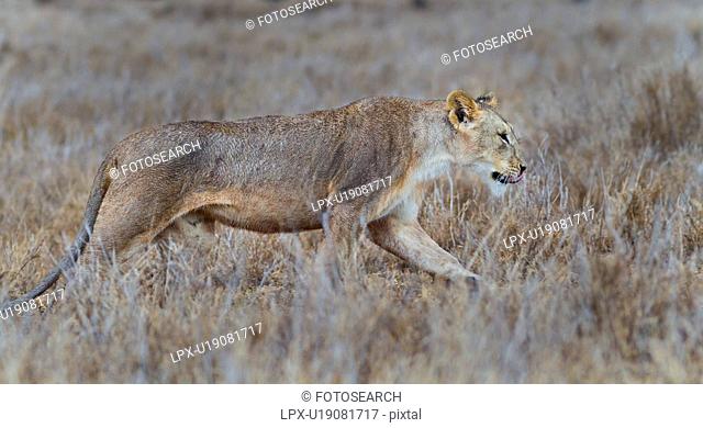Close up side view of lioness with wet fur stalking in long dry grass, Lewa Downs, Kenya, East Africa
