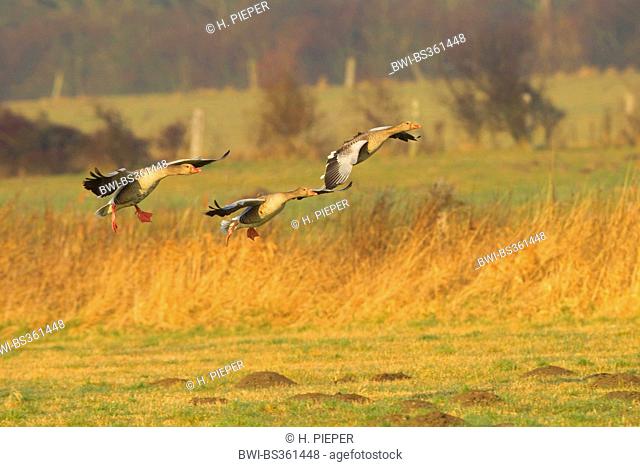 greylag goose (Anser anser), approach for a landing, Germany, North Rhine-Westphalia