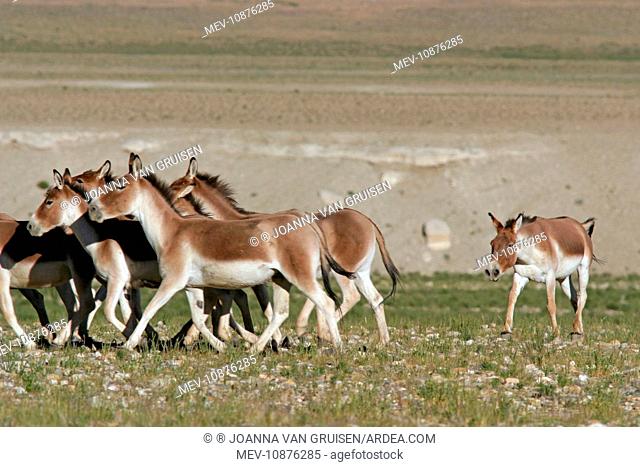 Kiang / Tibetan Wild Ass - rutting male herding a group of females (Equus kiang). Ladakh - India