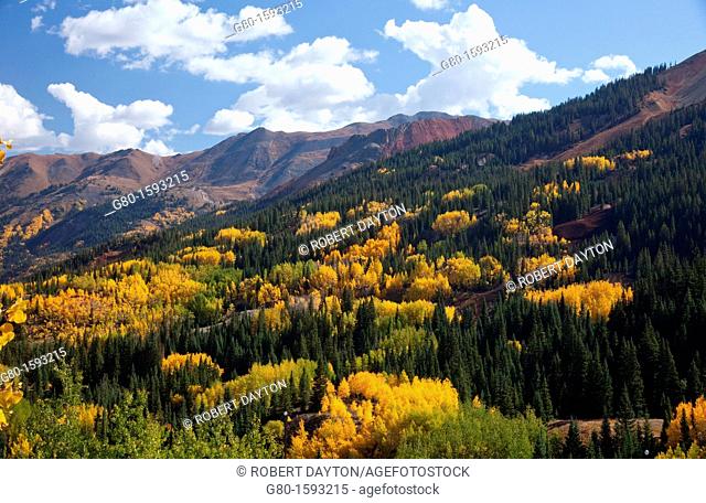 Aspens turning gold in the Rocky Mountains