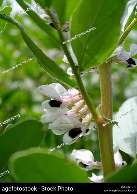 France, Brittany, Taupont, broad bean or faba bean in bloom, vegetable plant cultivated in a field, variety Witkiem Manita, Vicia Faba, its other names are fava