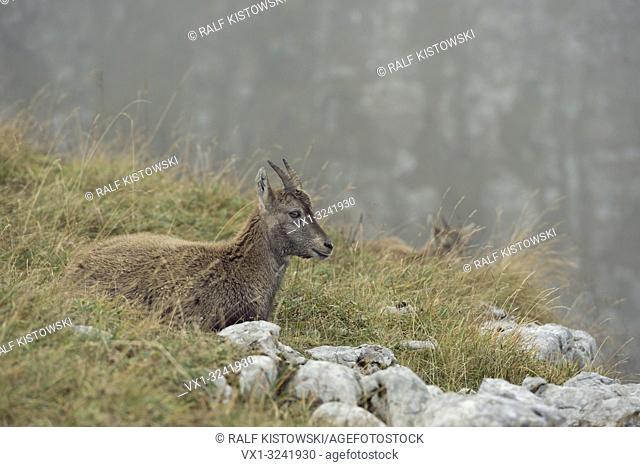 Alpine Ibex / Steinbock ( Capra ibex ), young animal, resting in the grass of an alpine meadow between rocks for ruminating