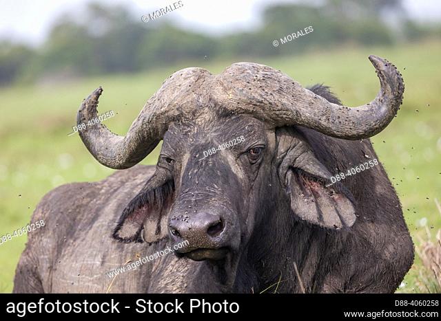 Africa, East Africa, Kenya, Masai Mara National Reserve, National Park, savannah, African buffalo or Cape buffalo (Syncerus caffer), old solitary male