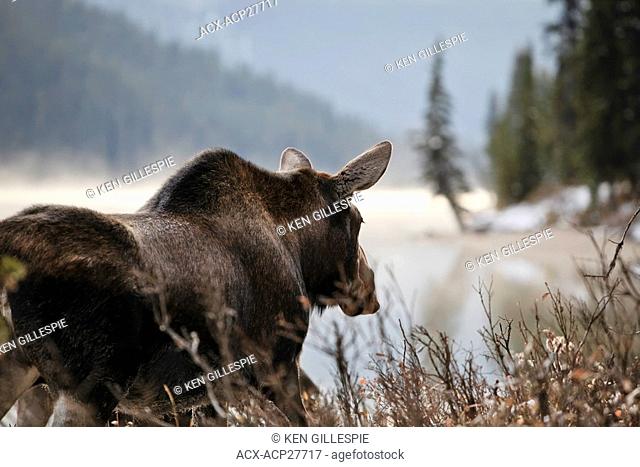 Adult Moose on an early misty morning, Maligne Lake shoreline, Jasper National Park, Alberta, Canada