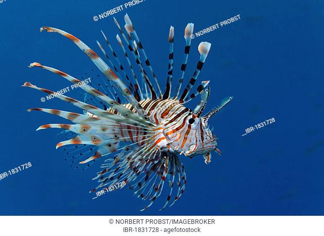 Commen Lionfish (Ptrois volitans) in blue sea water, Hashemite Kingdom of Jordan, Red Sea, Western Asia