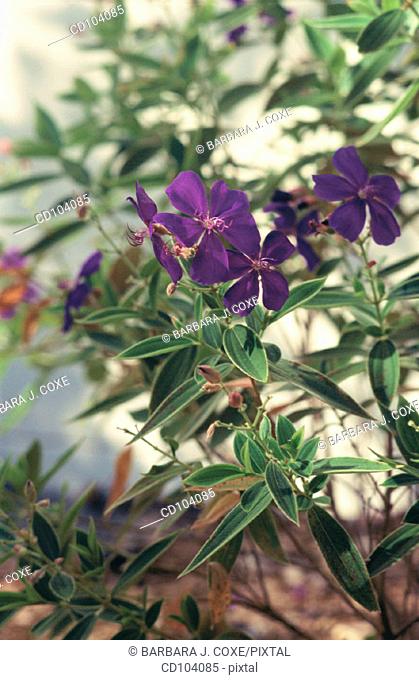 Glory Bush or Princess Flower (Tibouchina semidecandra)