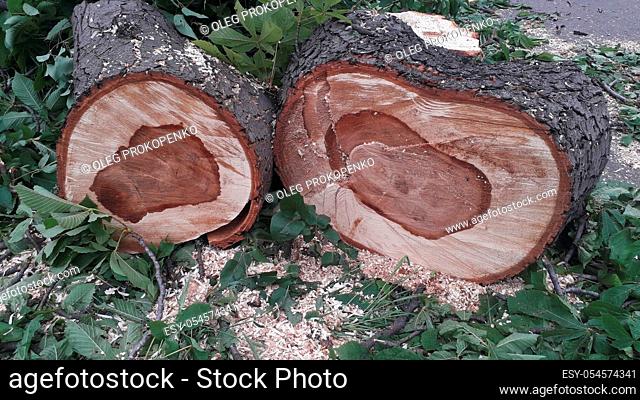 A large trunk of a fallen tree is cut into the stumps