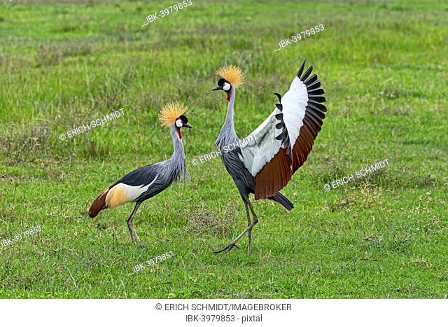 Grey Crowned Cranes (Balearica regulorum), Ngorongoro, Tanzania